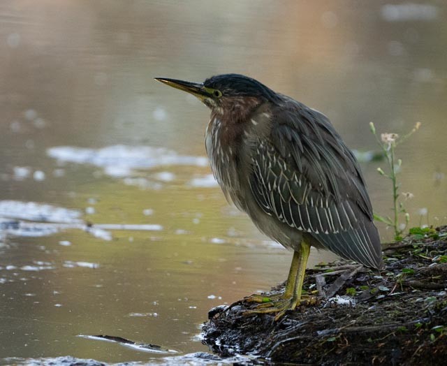 Green Heron - ML644528826