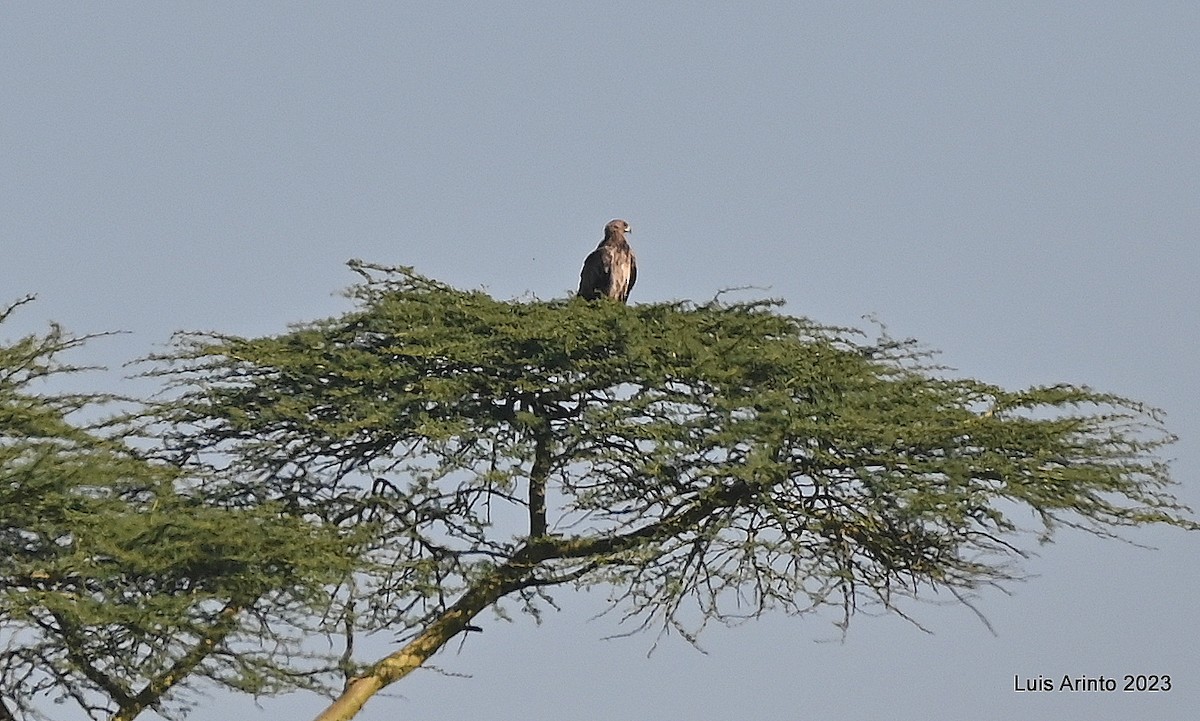 Tawny Eagle - ML644528827