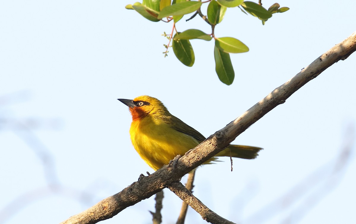 Tisserin à lunettes - ML644528834