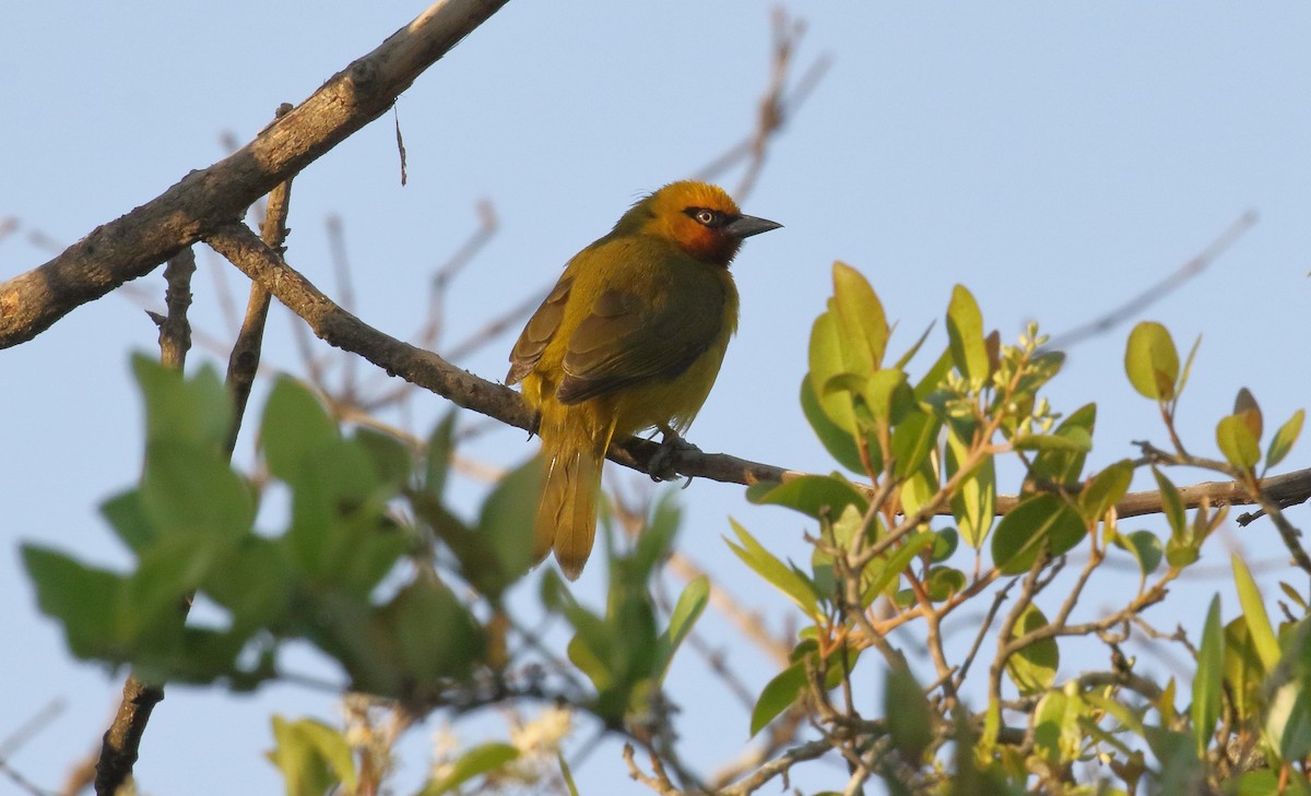 Tisserin à lunettes - ML644528835