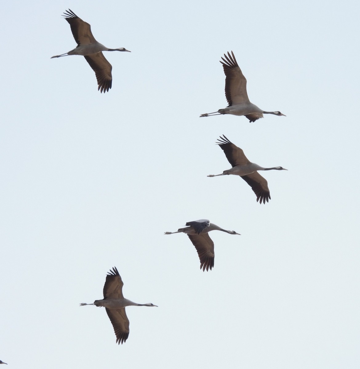 クロヅル - ML644528837