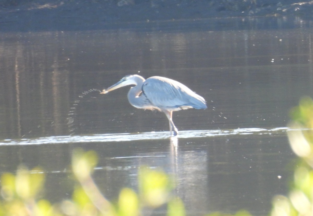 Great Blue Heron - ML644528845
