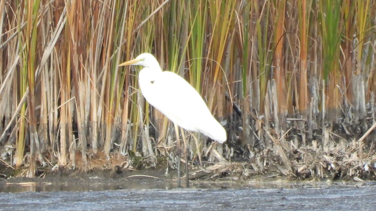 大白鷺 - ML644528854