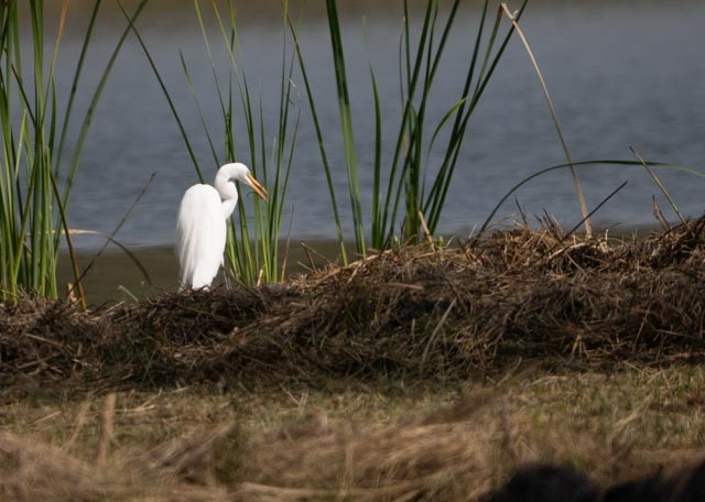 Great Egret - ML644528865