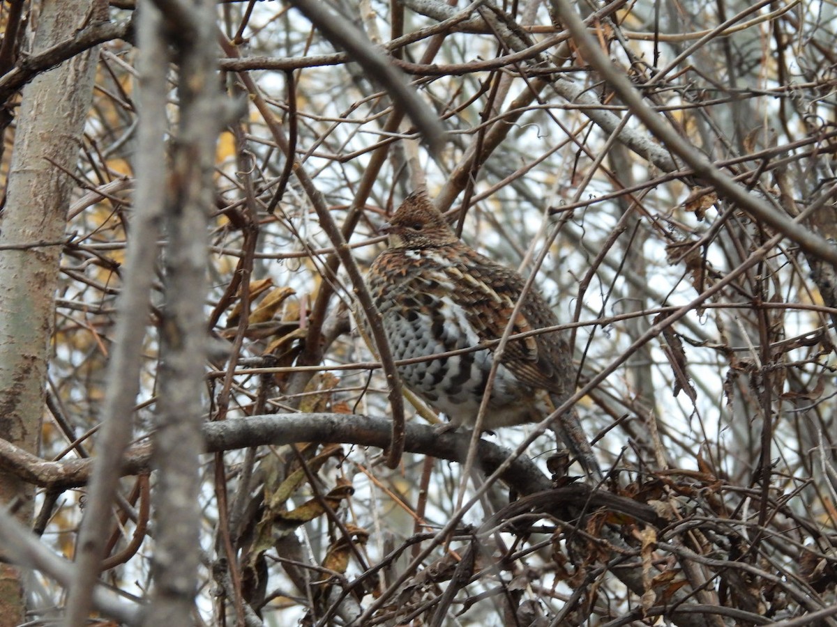 jeřábek kanadský - ML644528866