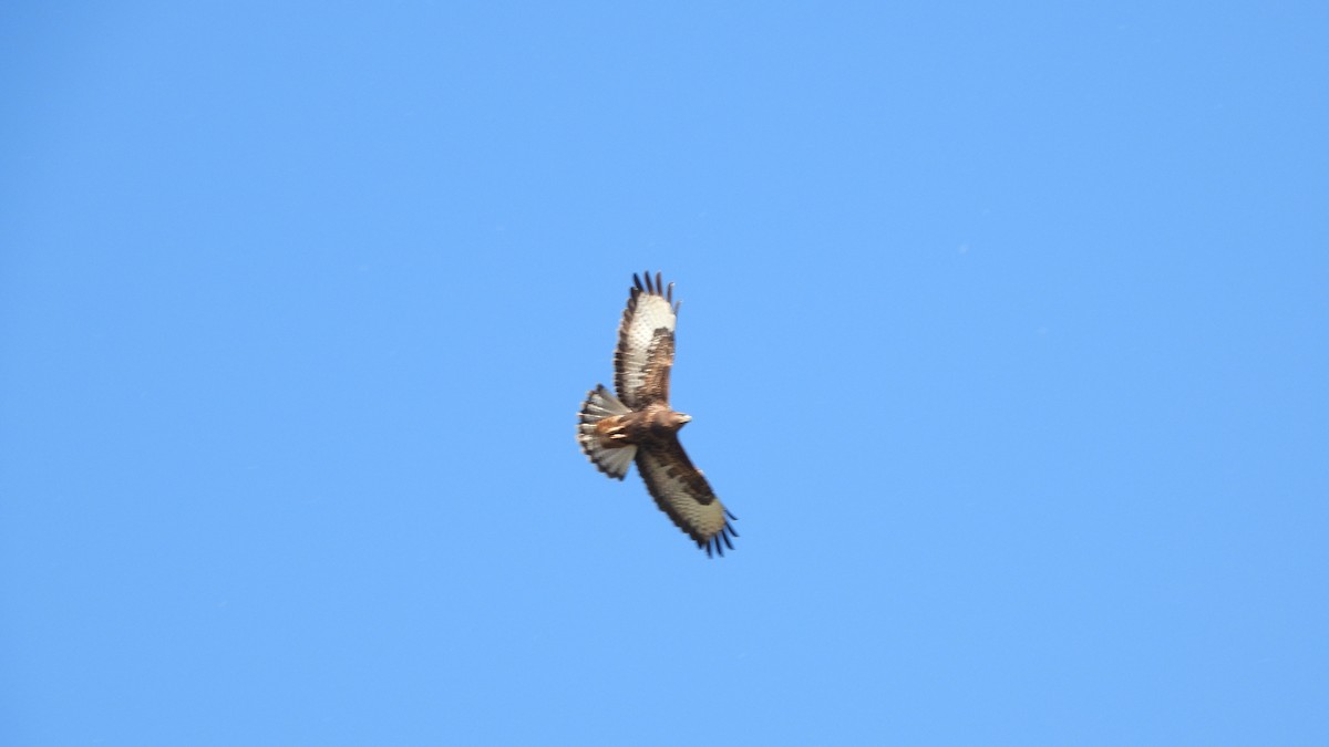 歐亞鵟 - ML644528890