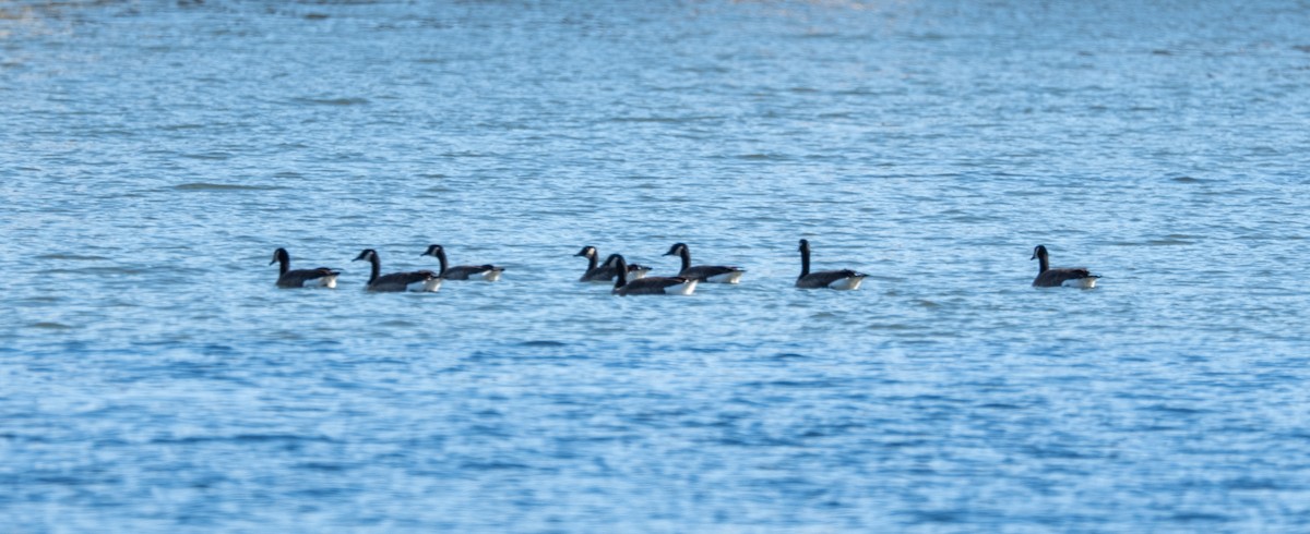 Canada Goose - Scott Murphy