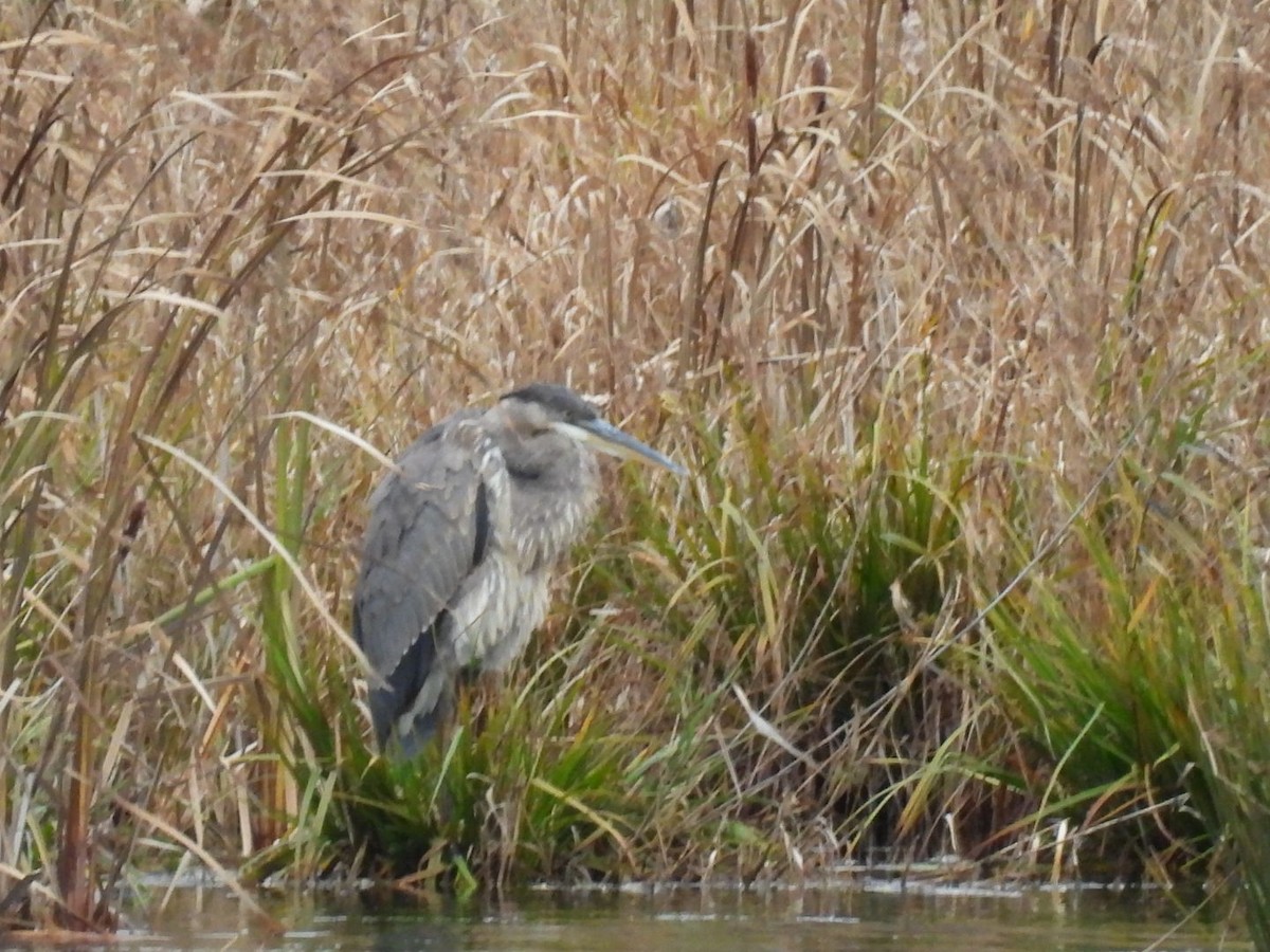 Great Blue Heron - ML644528899