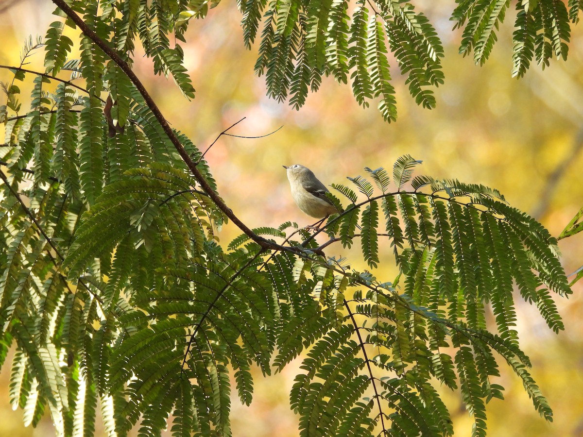 rubinfuglekonge - ML644528900