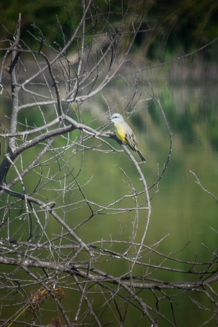 Tropical Kingbird - ML644528904