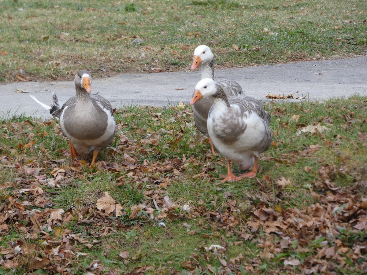Domestic goose sp. (Domestic type) - ML644528905