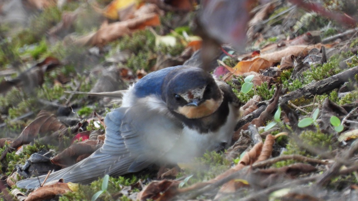 家燕 - ML644528906