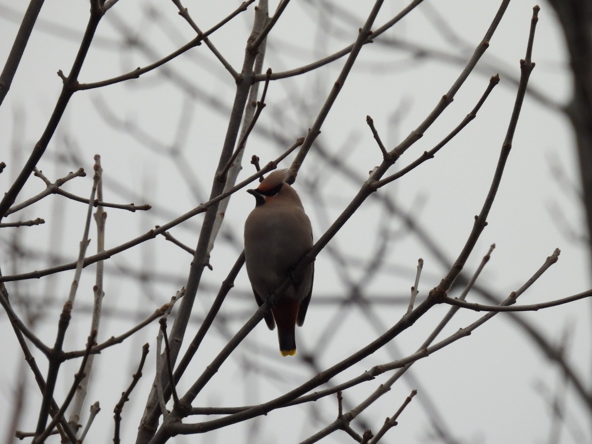 キレンジャク - ML644528907