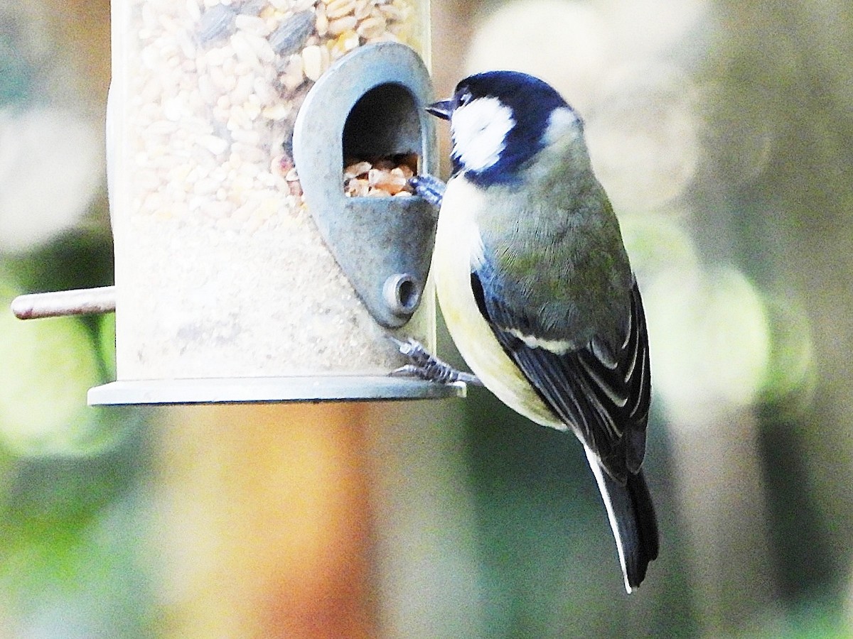 ヨーロッパシジュウカラ - ML644528914