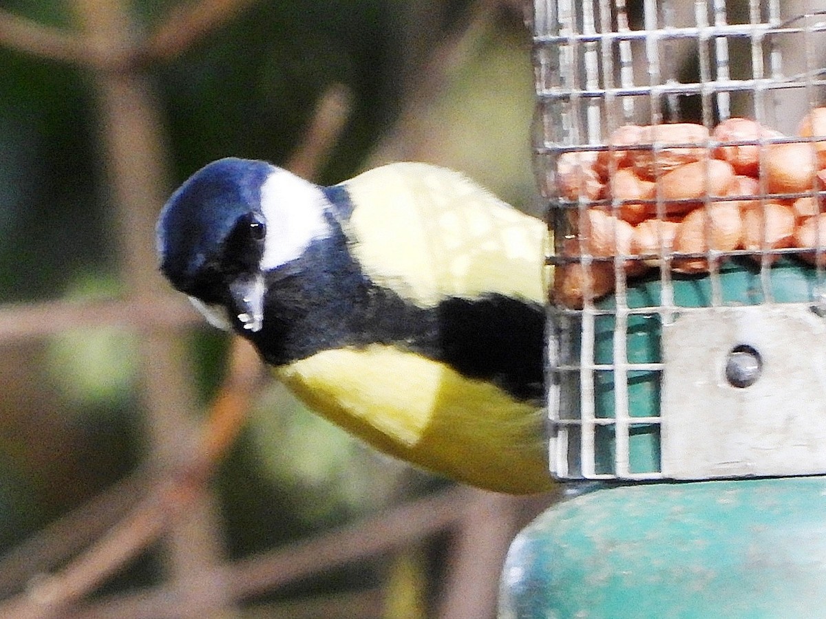 ヨーロッパシジュウカラ - ML644528915