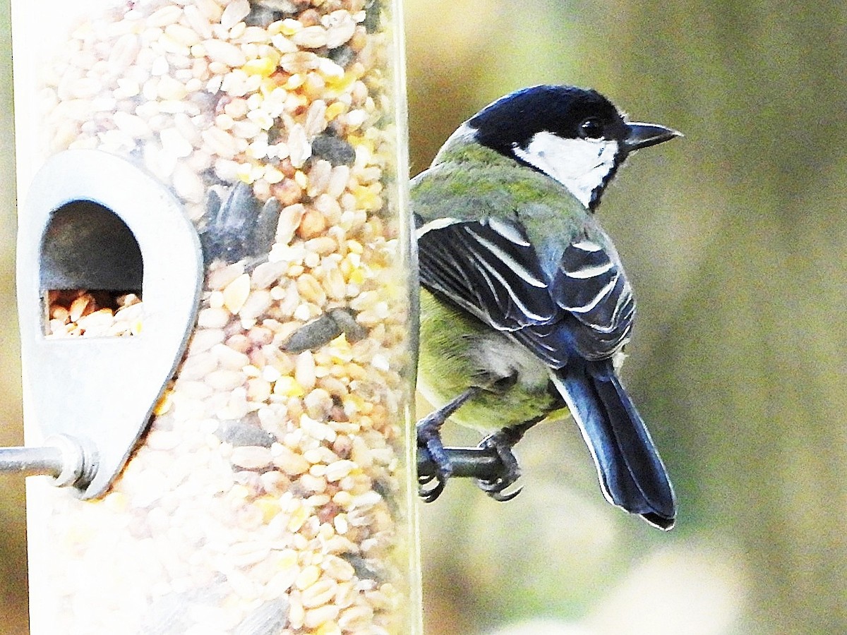 ヨーロッパシジュウカラ - ML644528920