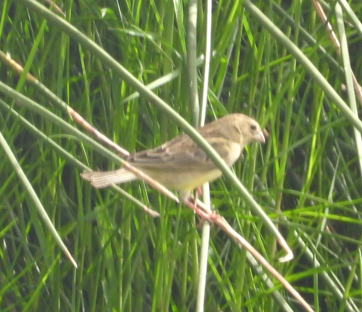 Короткоклювый зерноед - ML644528922