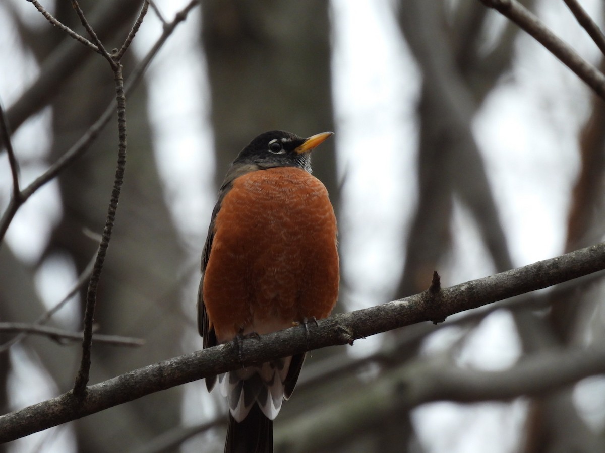 コマツグミ - ML644528928