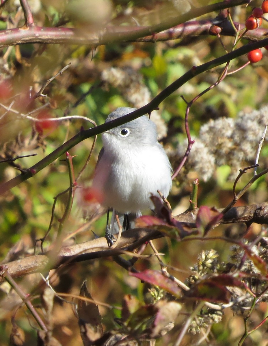 Gobemoucheron gris-bleu - ML644528935