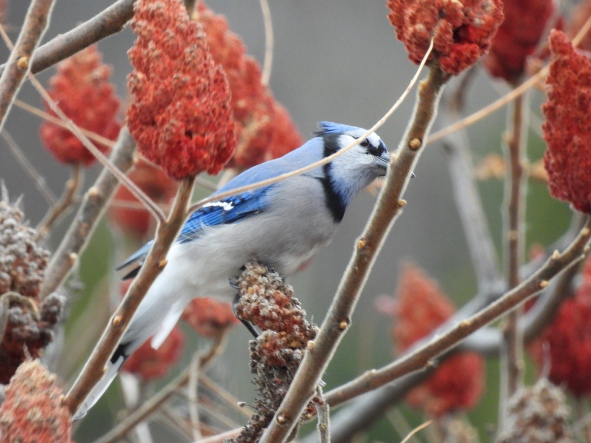 アオカケス - ML644528937