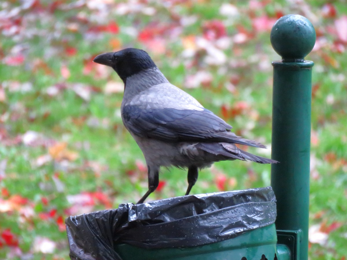 Hooded Crow - ML644528942
