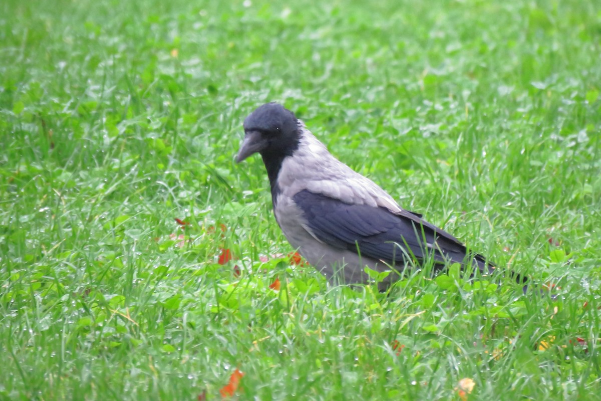 Hooded Crow - ML644528944