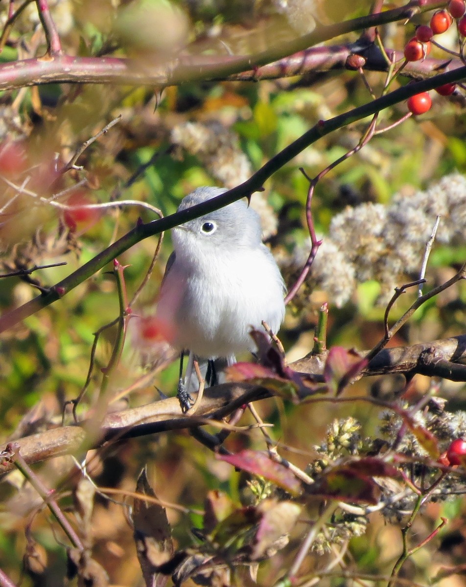 Gobemoucheron gris-bleu - ML644528947