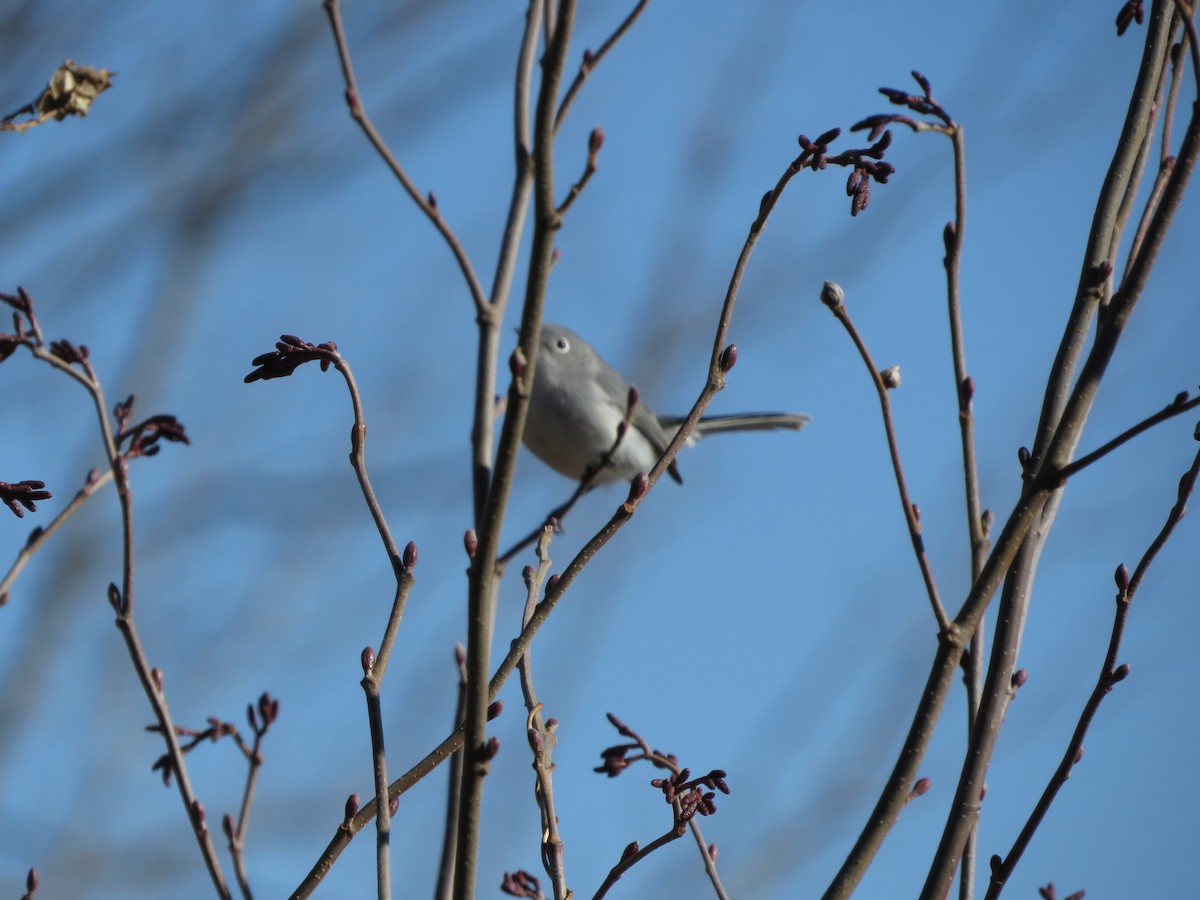 Gobemoucheron gris-bleu - ML644528955