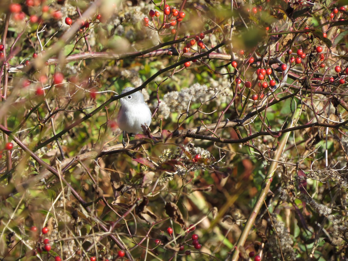 Gobemoucheron gris-bleu - ML644528967