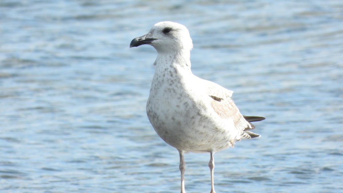 Caspian Gull - ML644528997