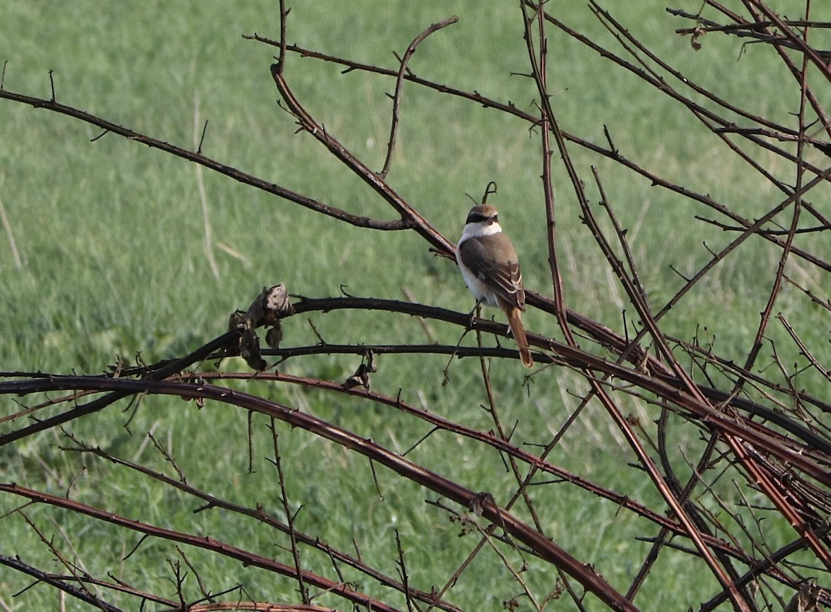 Red-tailed Shrike - ML644529002