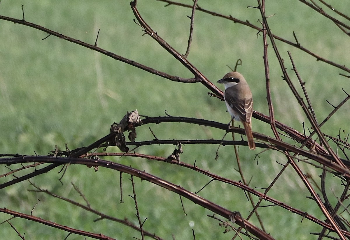 Red-tailed Shrike - ML644529003