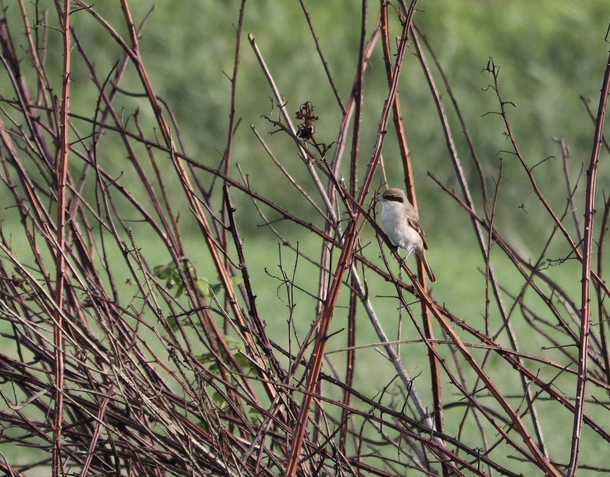 Red-tailed Shrike - ML644529004