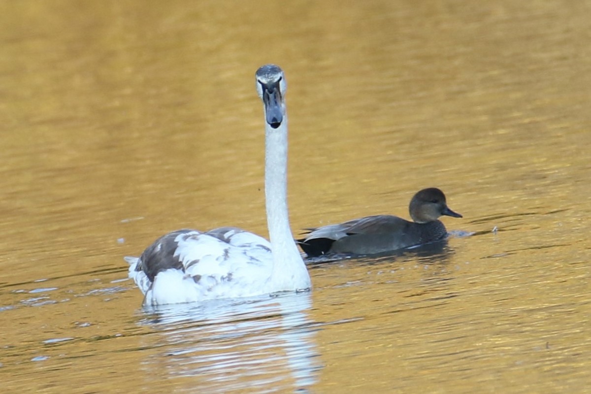 Mute Swan - ML644529010