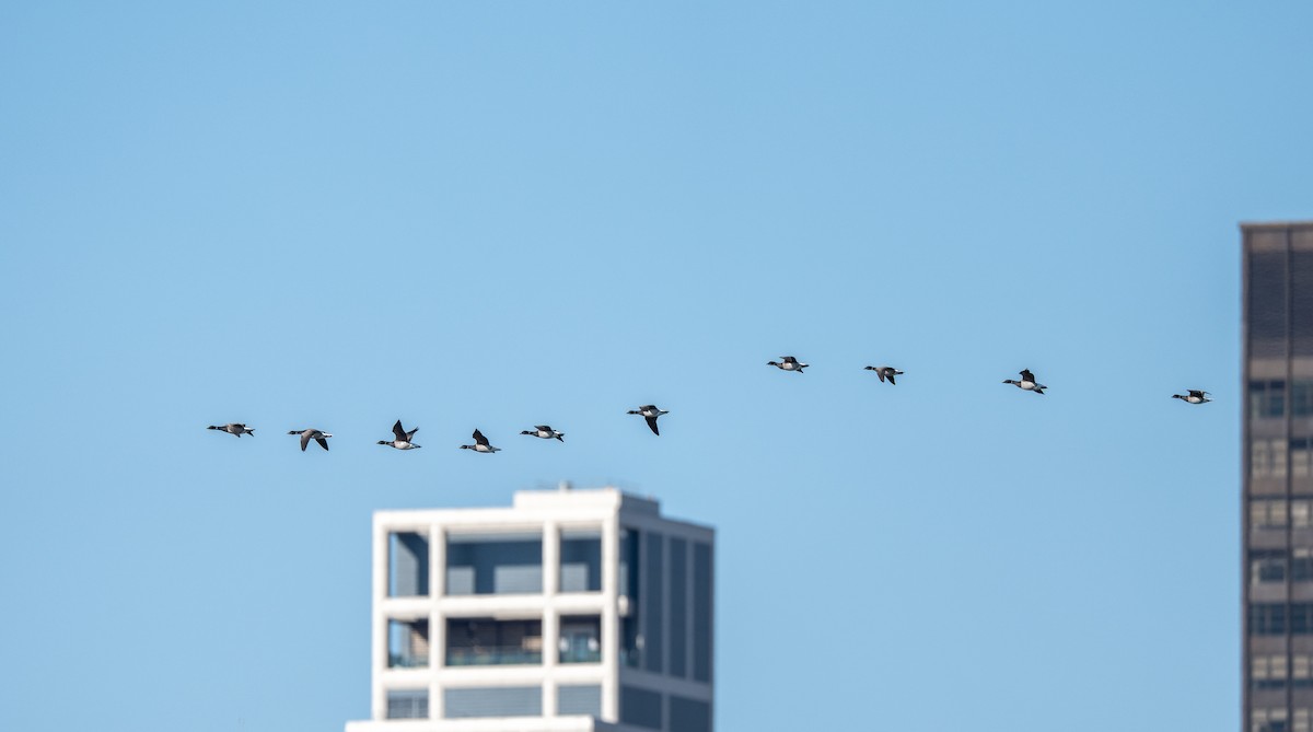 Хар толгойт галуу - ML644529022