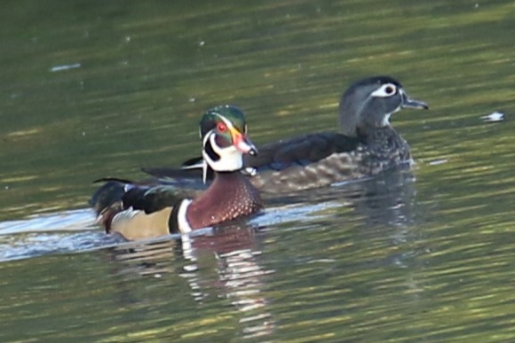 美洲鴛鴦 - ML644529038