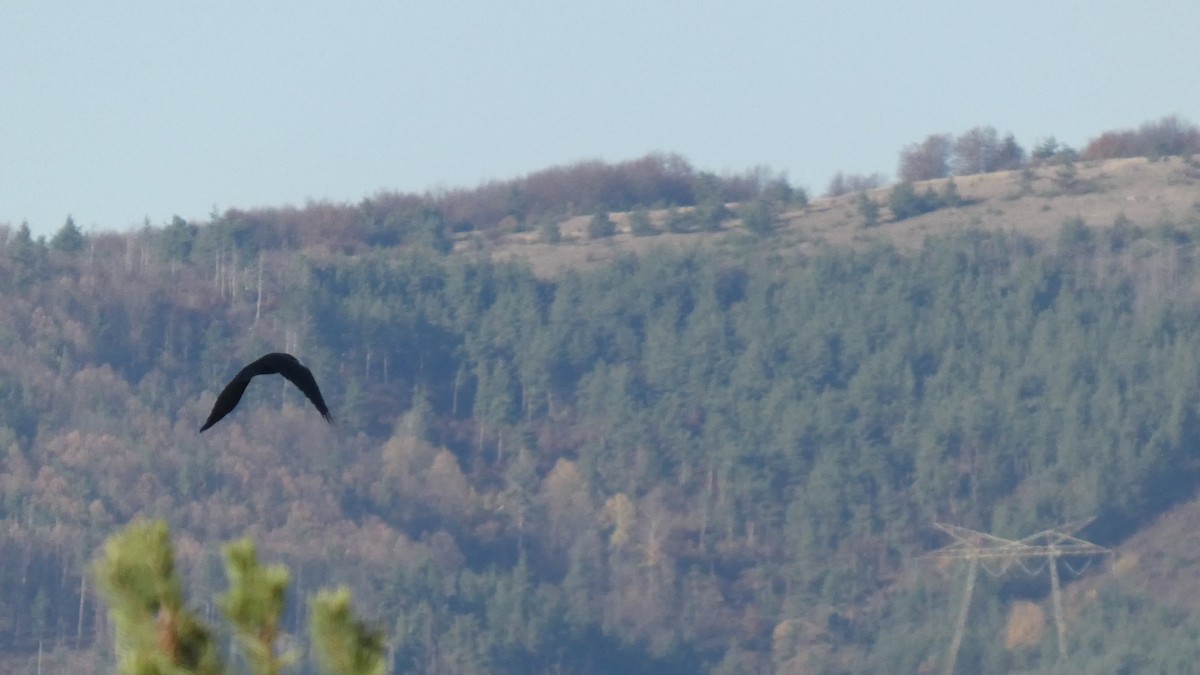 Kolkrabe - ML644529056