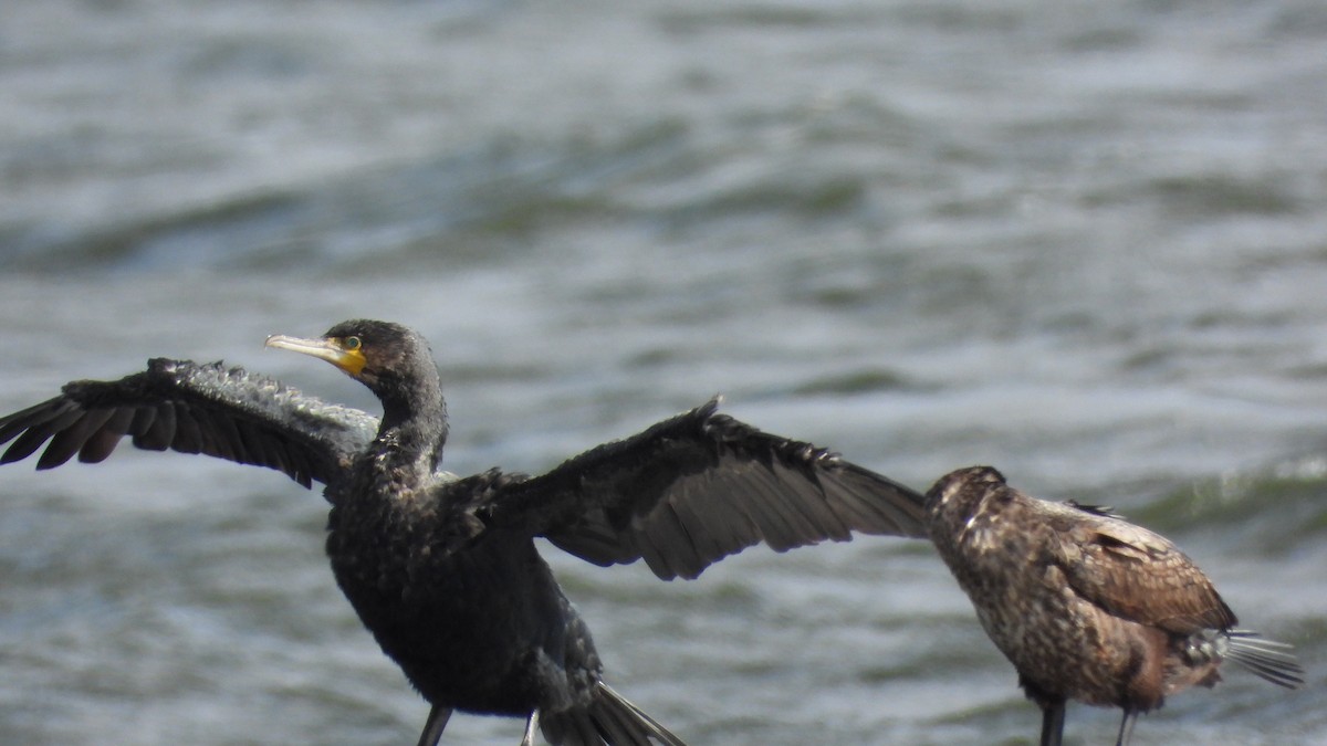 鸕鷀 - ML644529057