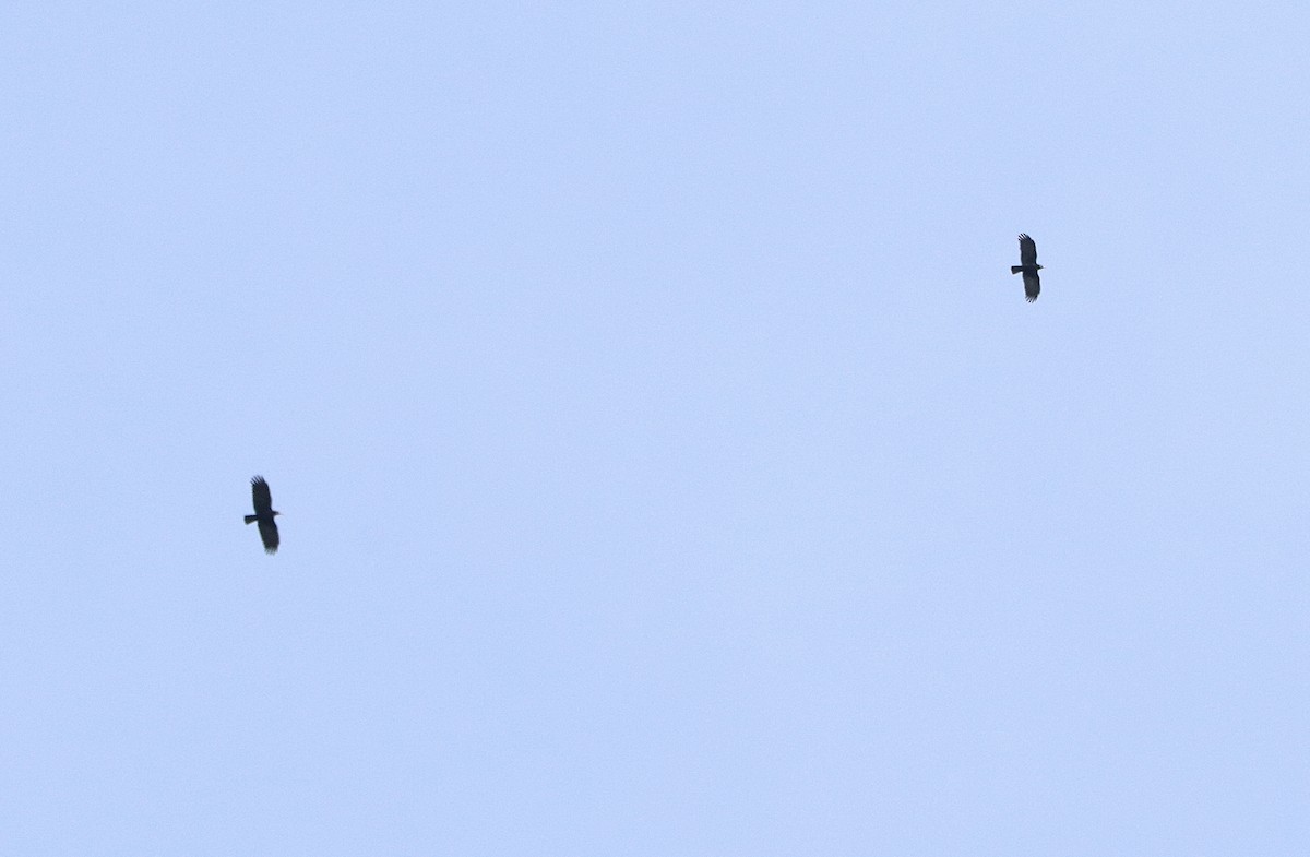 Red-billed Chough - ML644529063