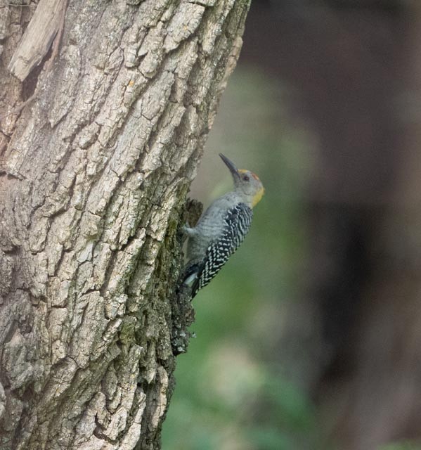 Golden-fronted Woodpecker - ML644529064