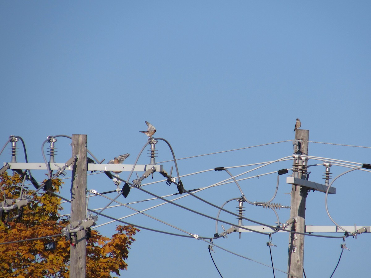 American Kestrel - ML644529065