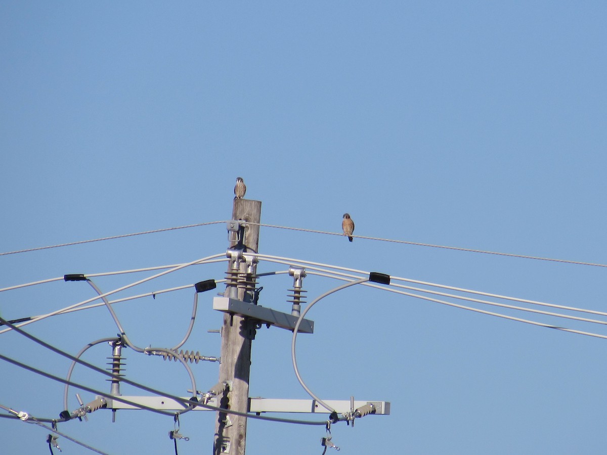 American Kestrel - ML644529066
