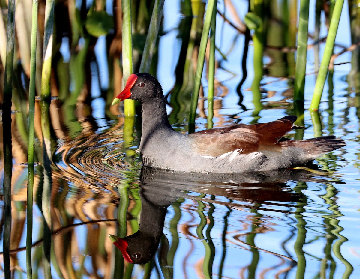 amerikasivhøne - ML644529075