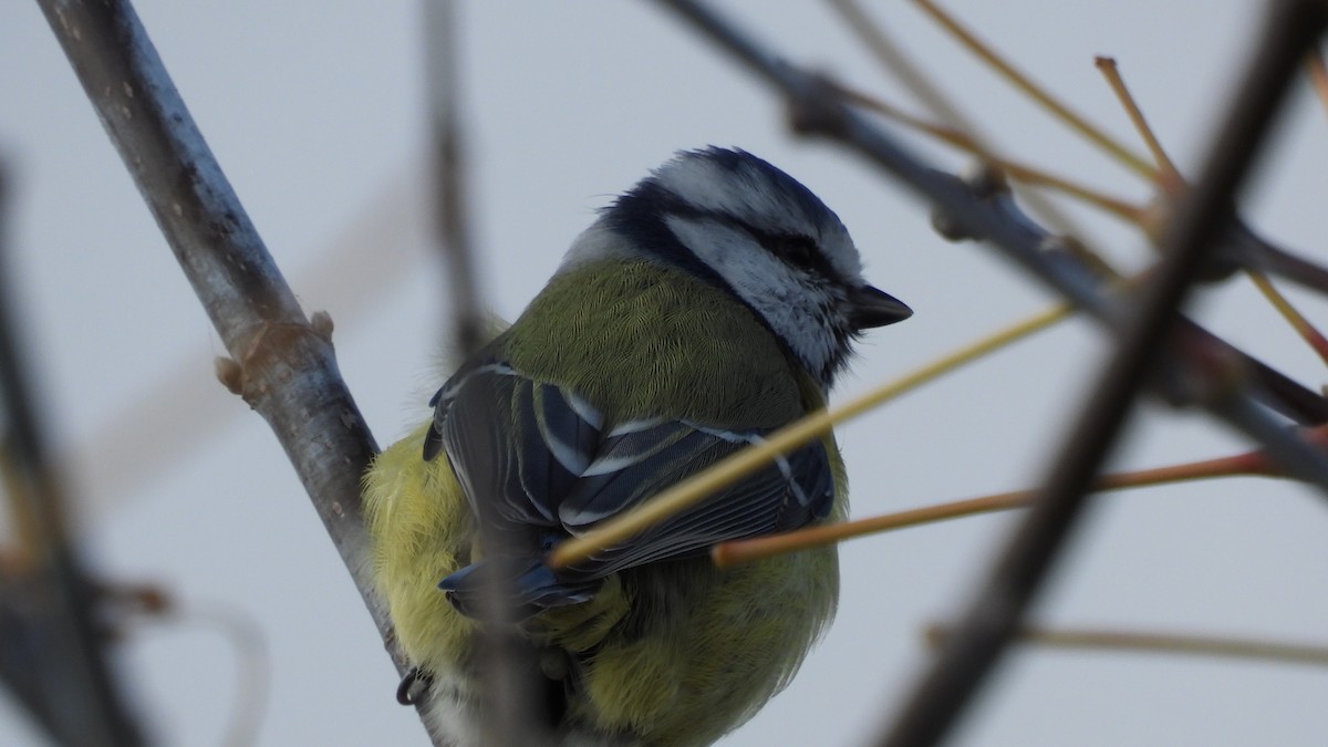 Eurasian Blue Tit - ML644529080