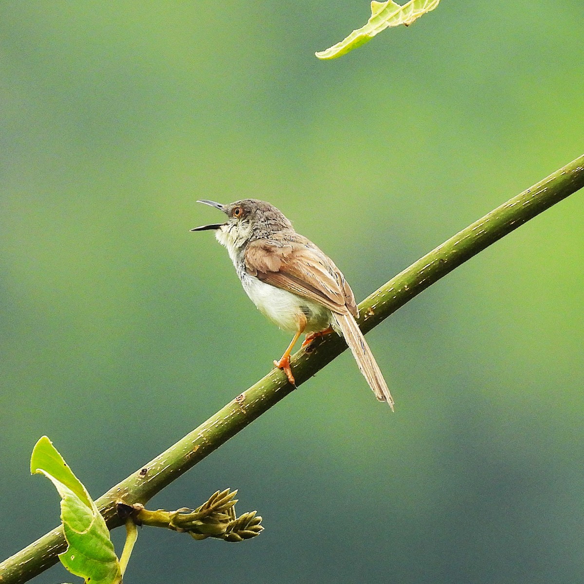 Gray-breasted Prinia - ML644529102
