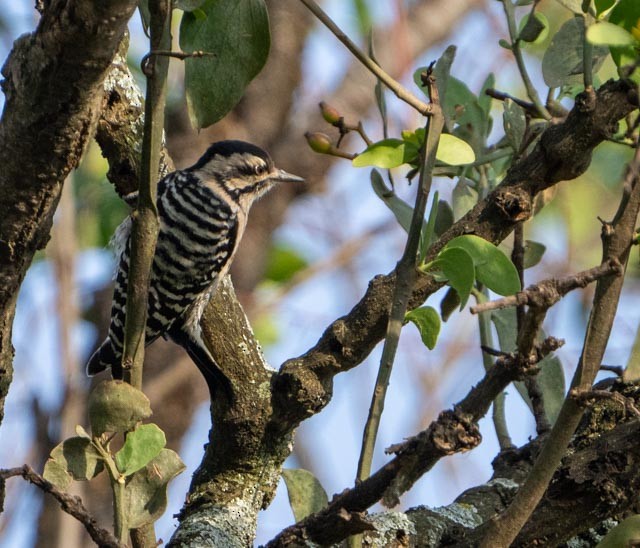 Ladder-backed Woodpecker - ML644529104