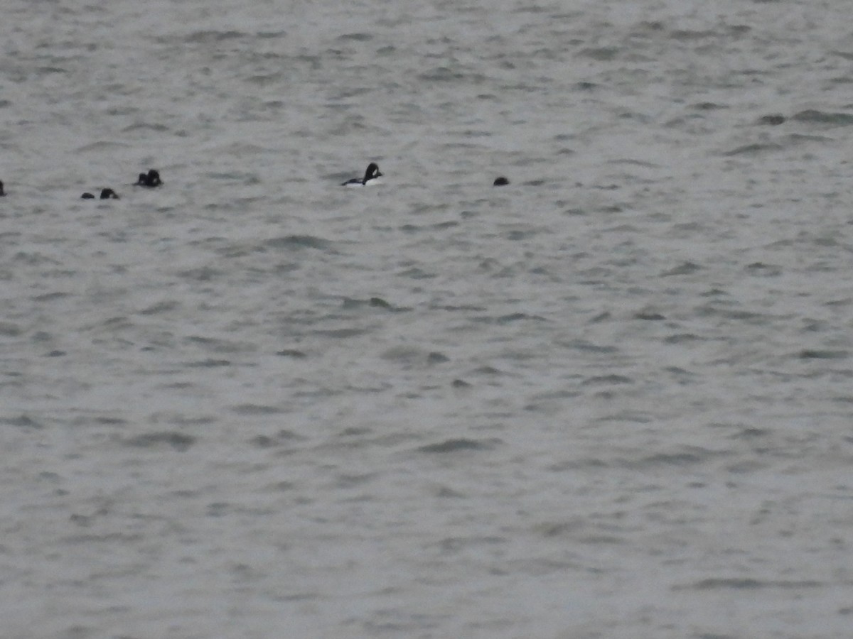 Barrow's Goldeneye - ML644529106