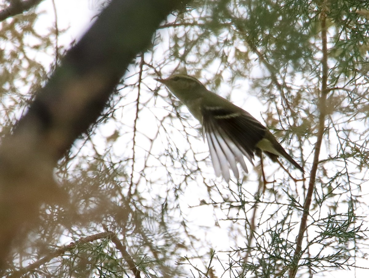 Yellow-browed Warbler - ML644529108