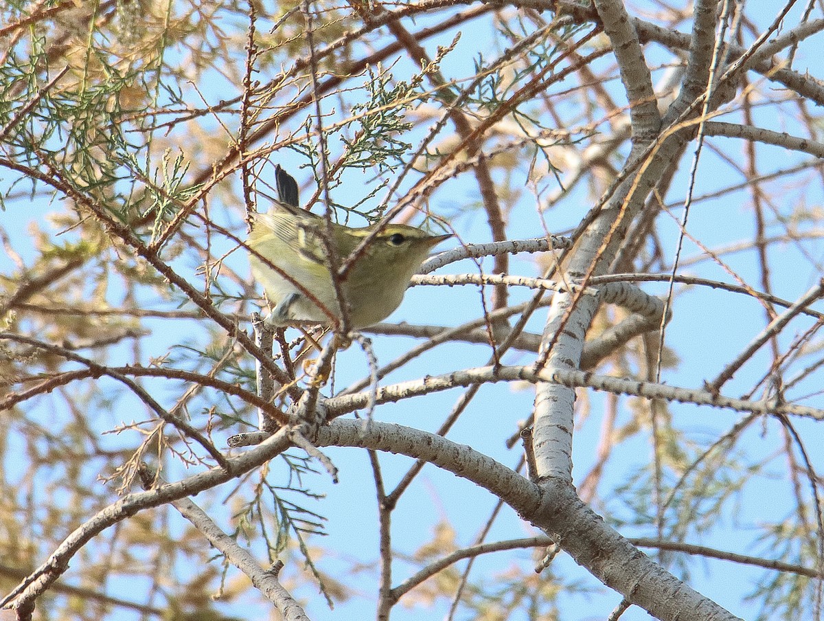 Yellow-browed Warbler - ML644529117