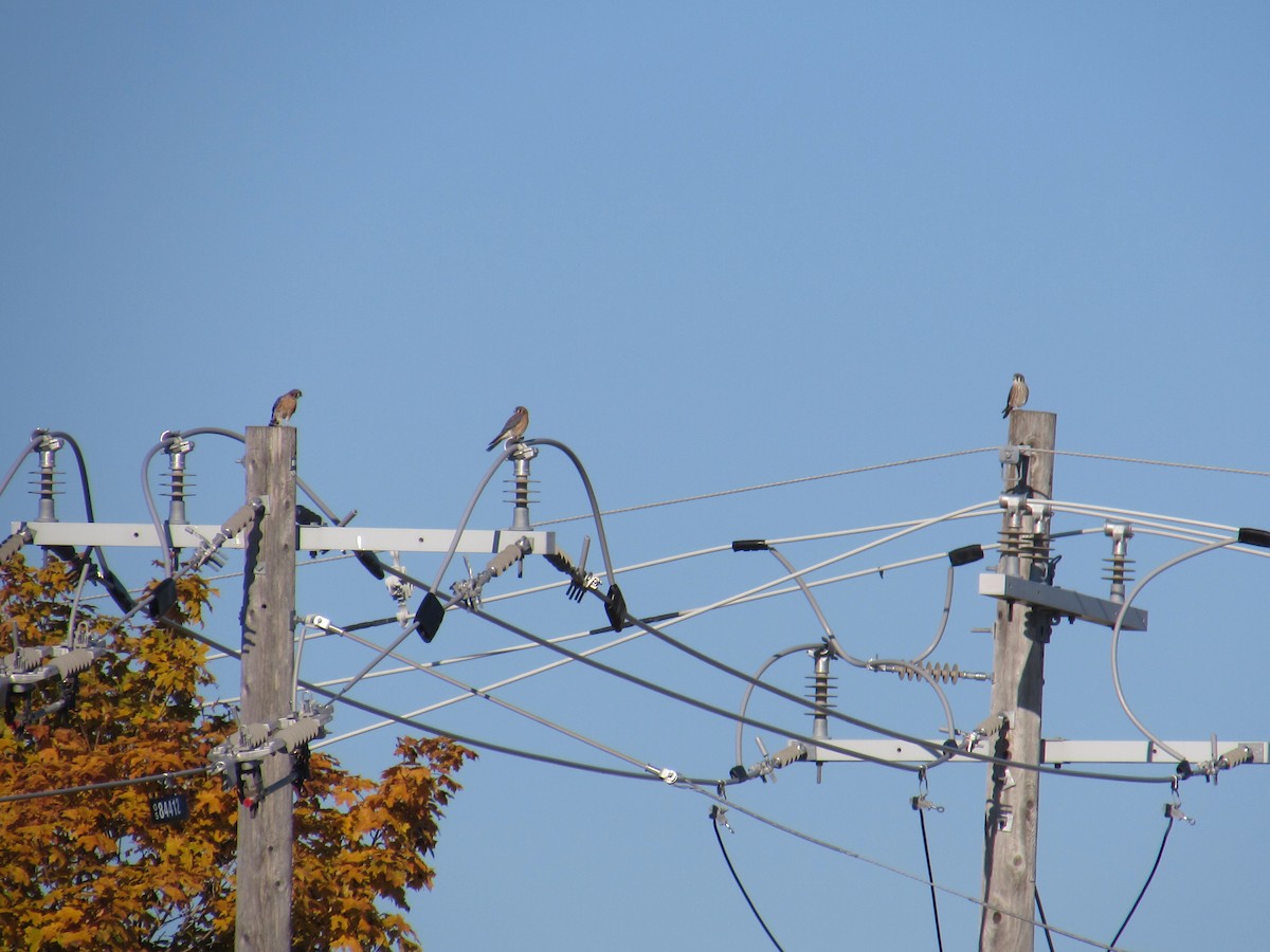 American Kestrel - ML644529118